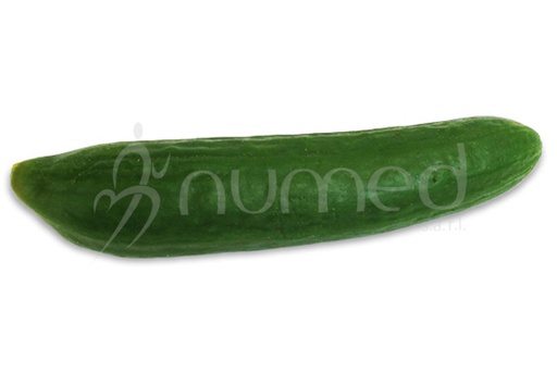 Cucumber